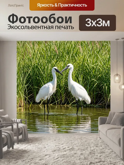 Фотообои Две белые цапли с длинными черными ногами и острыми клювами стоят в мелкой воде на фоне густой зеленой травы …