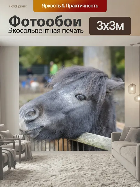 Фотообои Пони, лошадь, маленькая лошадь