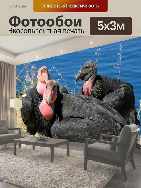 Фотообои Калифорнийский Кондор Три Калифорнийских Кондора замечены на Тихоокеанском побережье