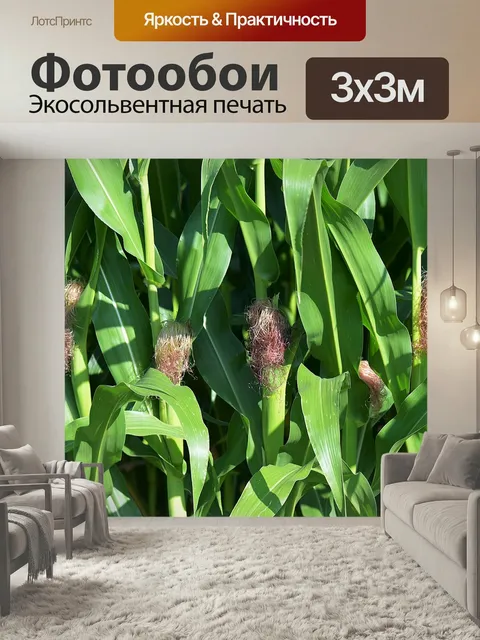 Фотообои Кукуруза, кукуруз, растения