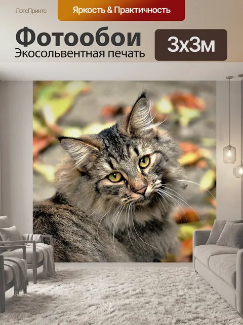 Фотообои Кот, соседние кошки, дикий кот