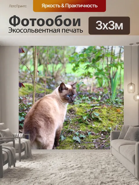 Фотообои Сиамский, кошка, домашнее животное
