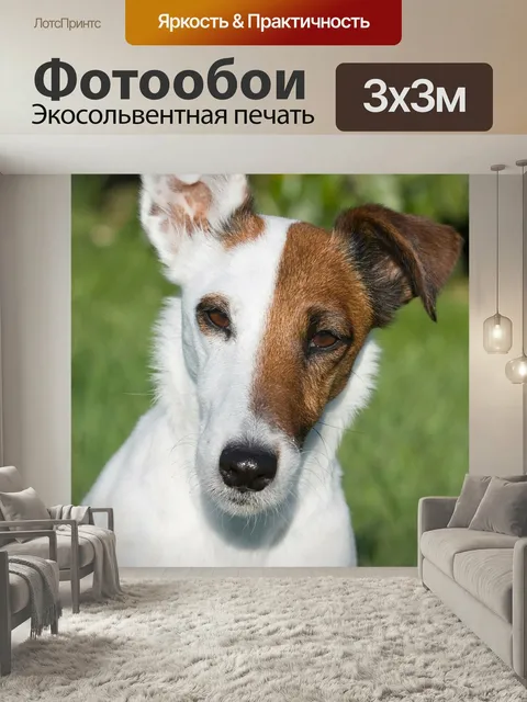 Фотообои Фокстерьер, гладкошерстный терьер, миниатюрный гладкошерстный терьер