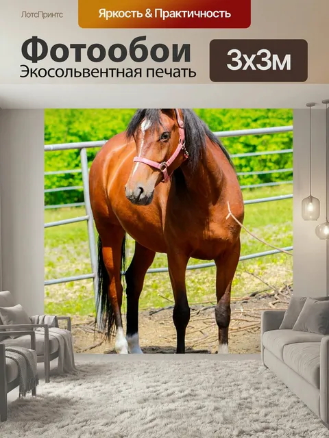 Фотообои Лошадь, подиум, голова лошади