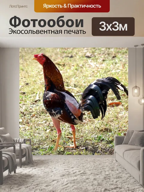 Фотообои Куба, петух, курица