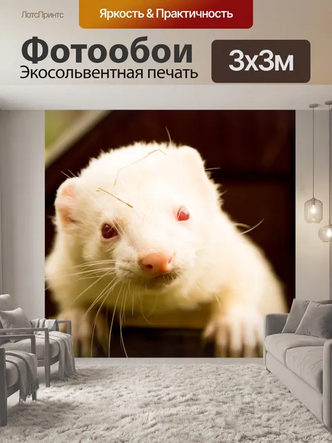 Фотообои Животные, хорек, забота о животных