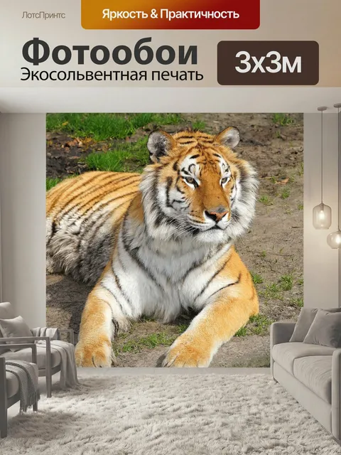 Фотообои Тигр, большой кот, хищник