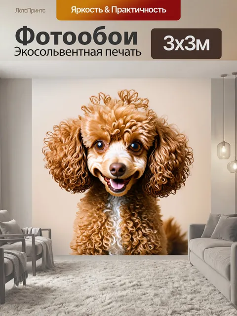 Фотообои Портрет милой собаки породы пудель с густой и кудрявой шерстью, яркими большими глазами и дружелюбным выражен…