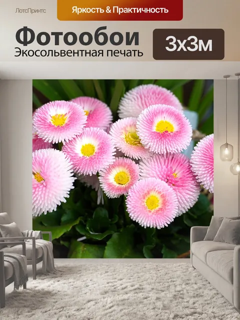 Фотообои Маргаритка, цветок, весна