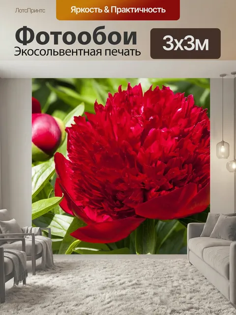 Фотообои Пион, цветок, природа