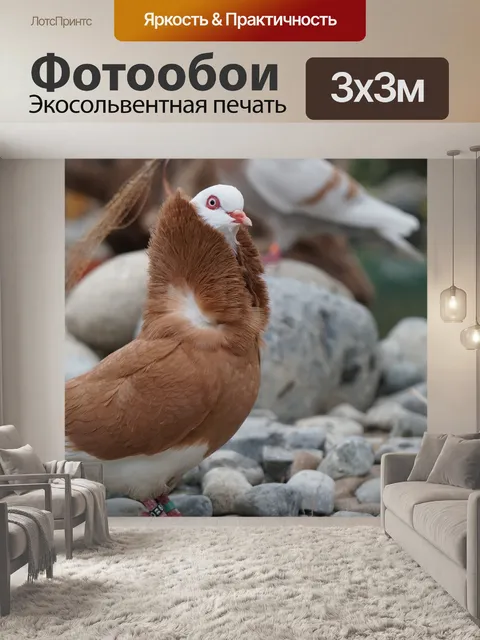 Фотообои Голубь, птица, природа