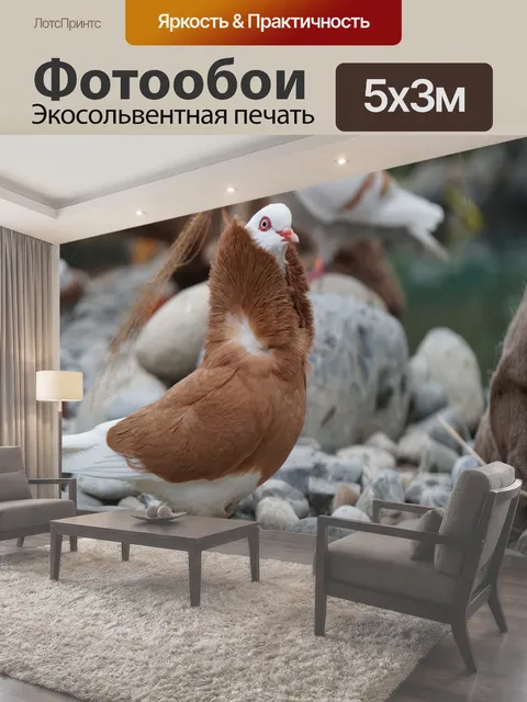 Фотообои Голубь, птица, природа