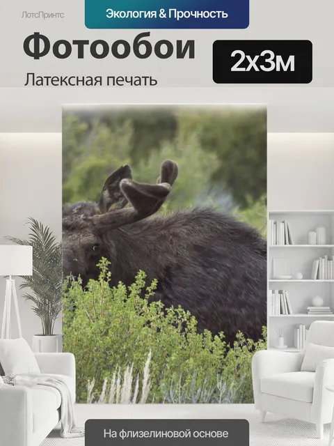 200 × 300 см · Латексная печать