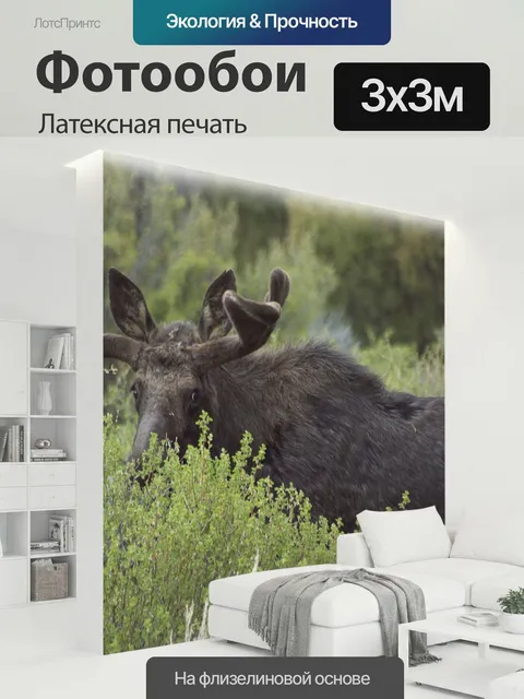 300 × 300 см · Латексная печать
