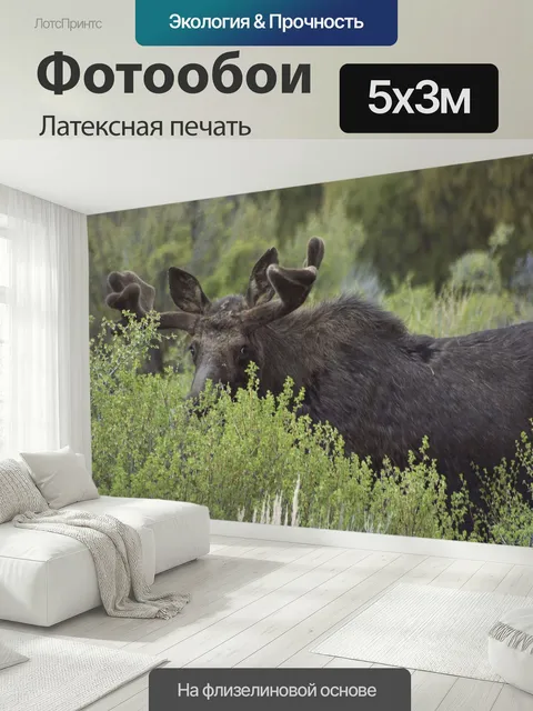 500 × 300 см · Латексная печать