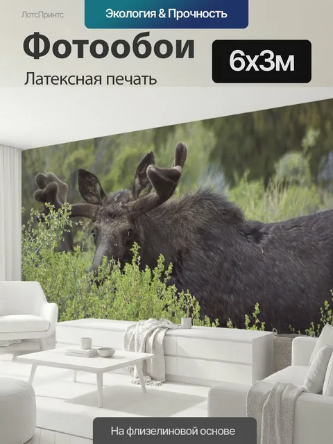 600 × 300 см · Латексная печать