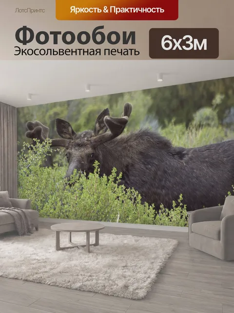 600 × 300 см · Экосольвентная печать