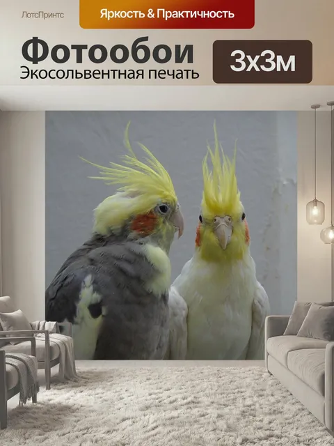 Фотообои Корелла, попугай, какаду