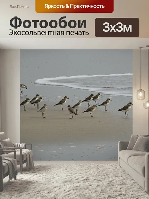 Фотообои Малый зуек, птица, авес