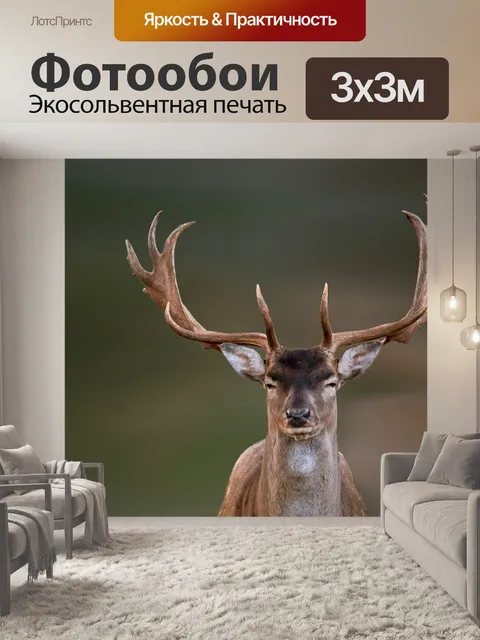 Фотообои Олень, лань, дикий