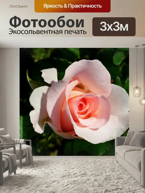 Фотообои Цветок, роуз, розовый