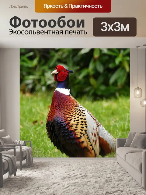 Фотообои Фазан, птица, животное