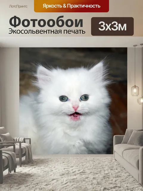 Фотообои Котенок, кошка, белый котенок