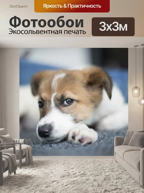Фотообои Маленький, собака, отдыхает