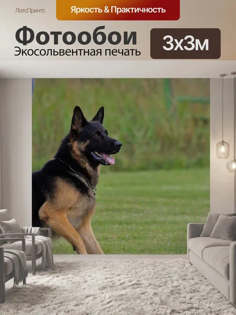 Фотообои Немецкая овчарка, собака, послушание