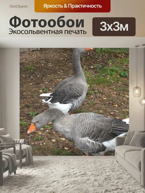 Фотообои Гуси, птицы, гусь