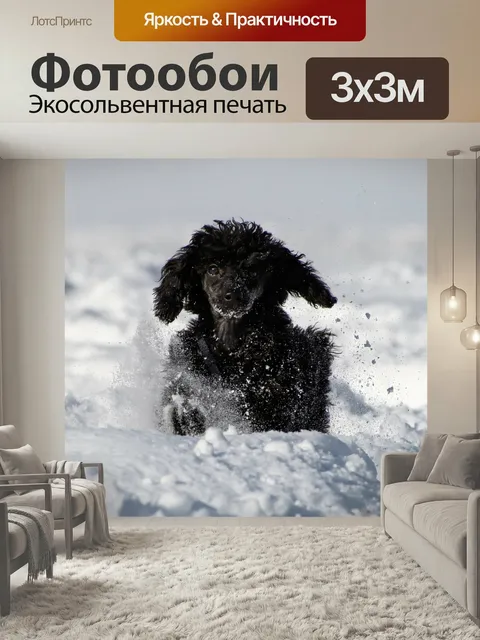 Фотообои Собака, пудель, миниатюрный пудель
