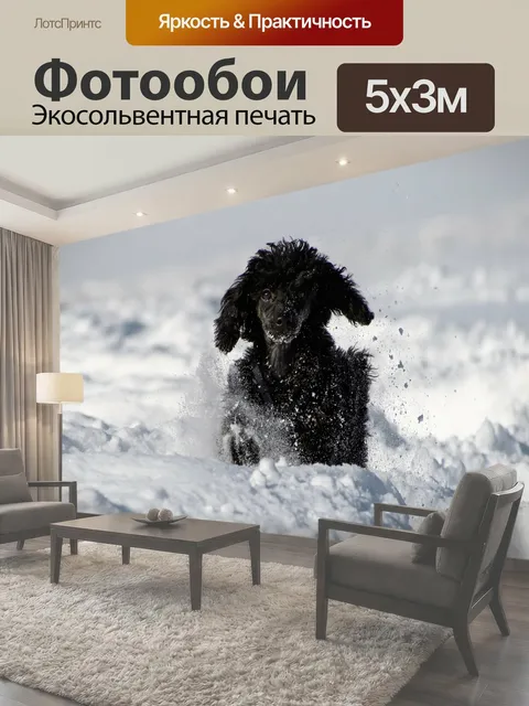 Фотообои Собака, пудель, миниатюрный пудель