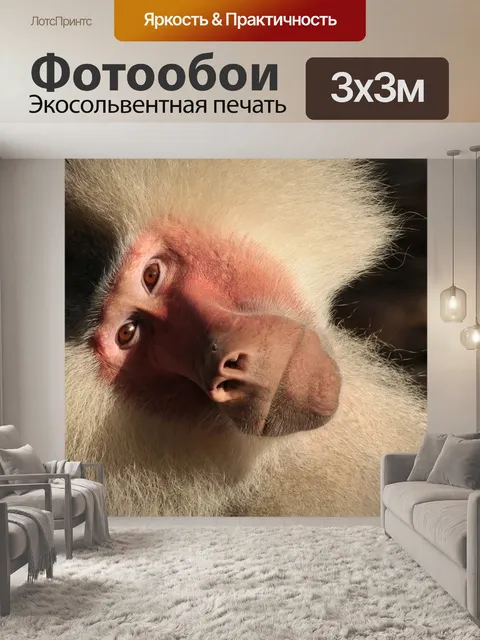 Фотообои Бабуин, сафари, обезьяна