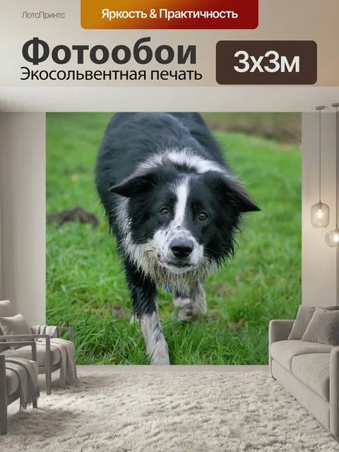 Фотообои Бордер-колли, собака, колли