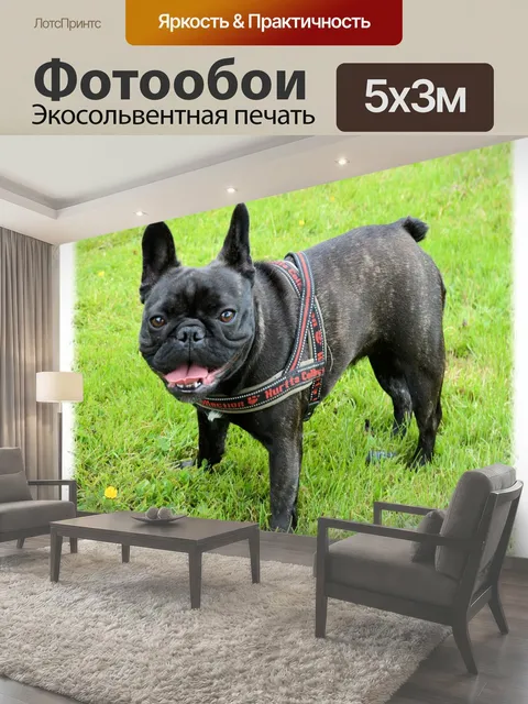 Фотообои Даутцен 2 Французский бульдог 2 E-карты домашние животные животные собаки французский бульдог Даутцен