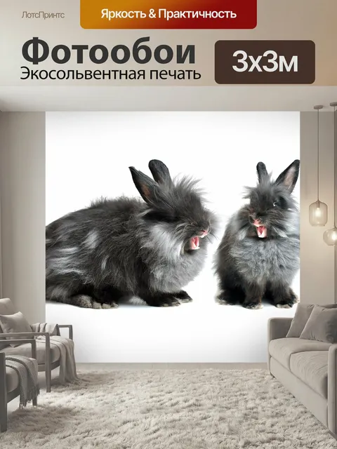 Фотообои Заяц, кролик, черный