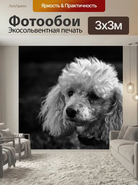 Фотообои Черное и белое, пудель, собака