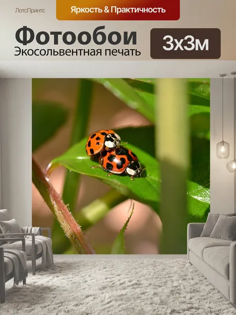 Фотообои Божья коровка, вязка, пятна