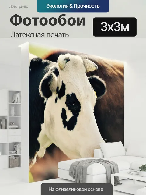300 × 300 см · Латексная печать