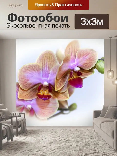 Фотообои Фаленопсис, орхидея, цвести