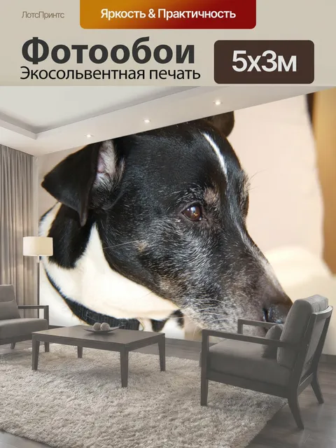 Фотообои Джек Рассел терьер Джек Рассел Собака охота собаки терьер охота лис