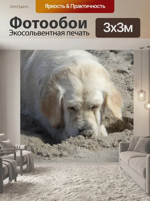 Фотообои Золотистый ретривер, собака, пляж