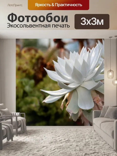 Фотообои Суккуленты, мясистый, сочный