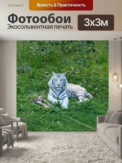 Фотообои Тигр, белый тигр, белый