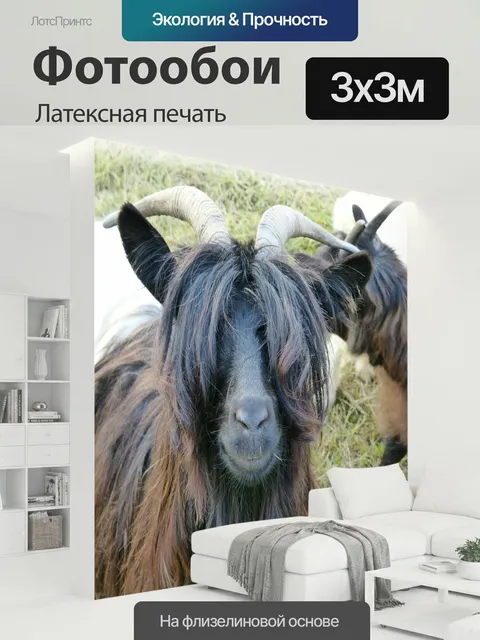300 × 300 см · Латексная печать