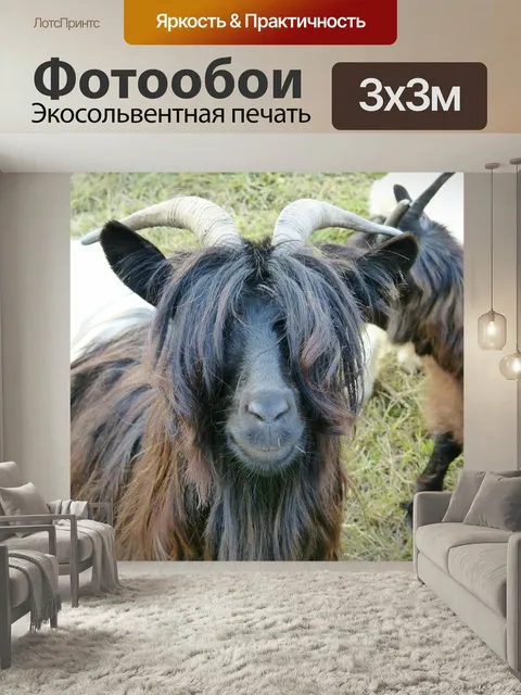 Фотообои Козел, млекопитающее, пара копытных