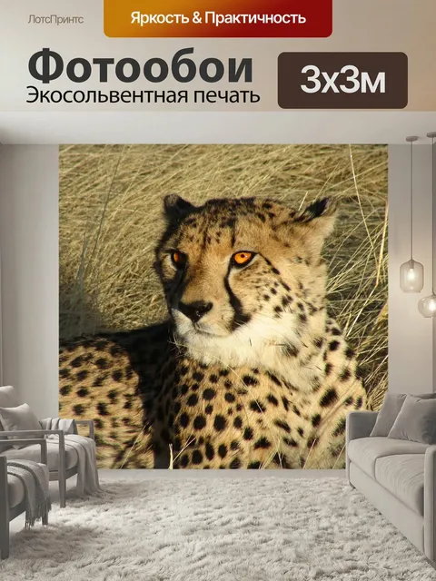 Фотообои Намибия, гепард, кошачий