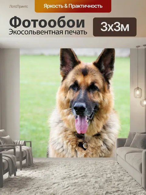 Фотообои Немецкая овчарка Портрет красивой немецкой овчарки собака