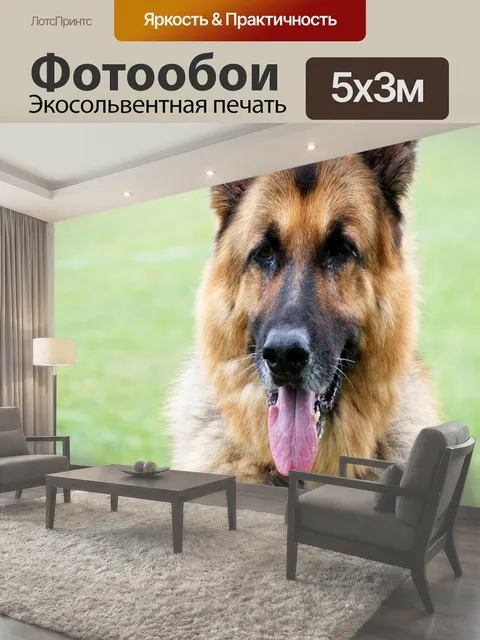 Фотообои Немецкая овчарка Портрет красивой немецкой овчарки собака