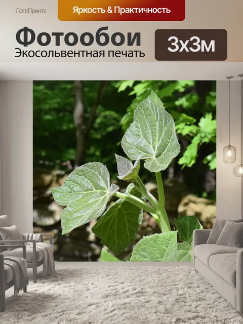 Фотообои Новый павловния листья, принцесса дерево, павловния